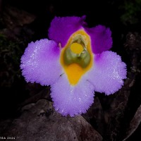 Christisonia tricolor Gardner